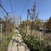 Bazilescu, casa cu gradina pe o strada linistita